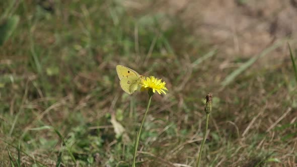 Yellow Butterfly Colias Hyale