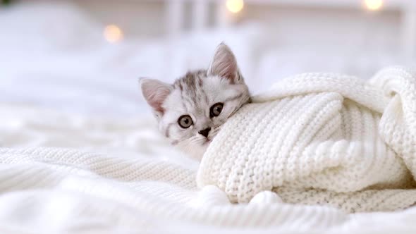 Portrait Funny Cute Little Striped Scottish Fold Kitten Cat Lying on White Bed at Home with