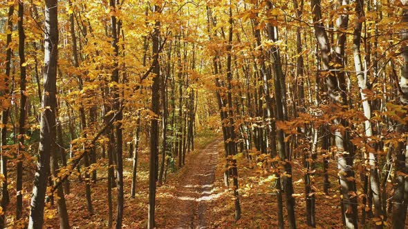 Aerial View Cinematic Autumn Forest