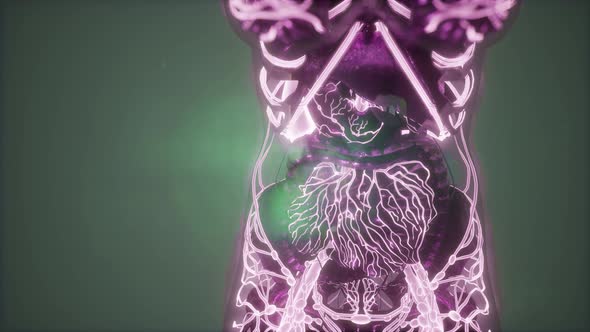 Human Body with Glow Blood Vessels alt