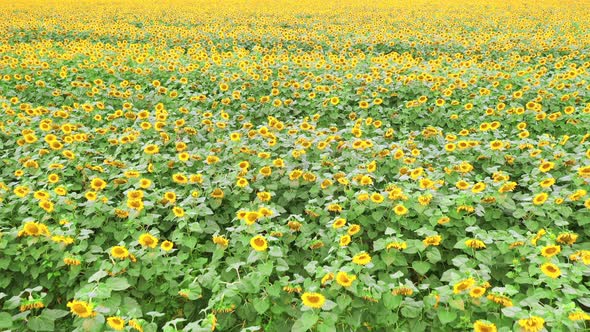 Blooming Sunflower Field - Slow Drone Flight Shot During the Day in Sunny Weather.