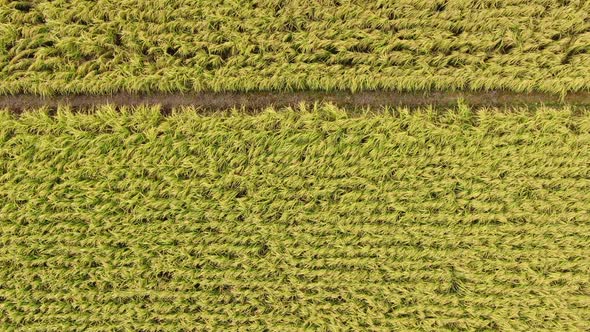 Korea Gyeongsangbuk Do Gumi City Champaign Rice Plant Aerial View Closeup