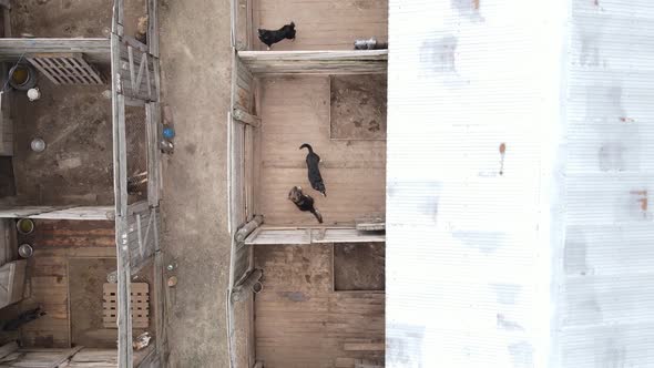 Aerial View of a Shelter for Stray Dogs.