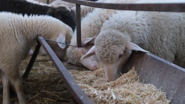 Sheep Eating Hay