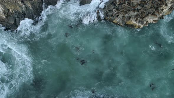 Sea Lions Swimming And Resting At Piedra De La Loberia In Cobquecura, Chile. - aerial descend