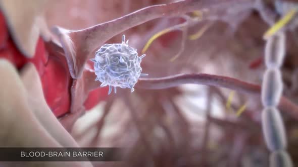 blood- brain barrier and central nervous system animation