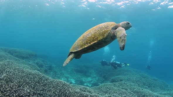 Turtle and scuba divers in tropical blue water