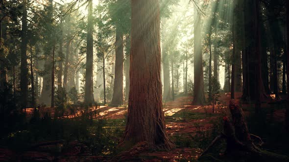 Giant Sequoias in the Giant Forest Grove in the Sequoia National Park