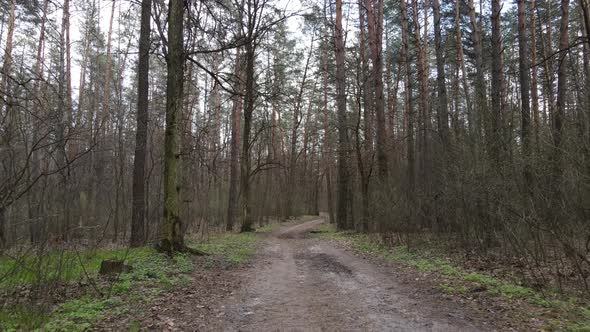 Road in the Forest During the Day Slow Motion