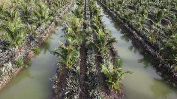 Aerial view young oil palm and pineapple grow together