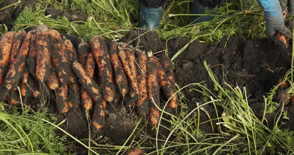 Woman Pulls A Carrot From The Ground