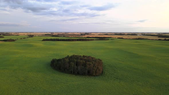 Drone orbiting around small dark forest patch within large field in the vast countryside of Canada's