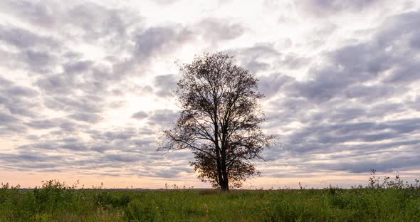 Hyperlapse Around a Lonely Tree in a Field During Sunset, Beautiful Time Lapse, Autumn Landscape