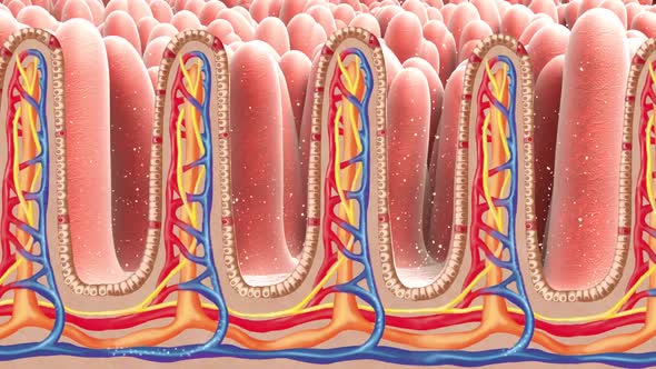 Bacteria being killed by good microorganisms inside human body.