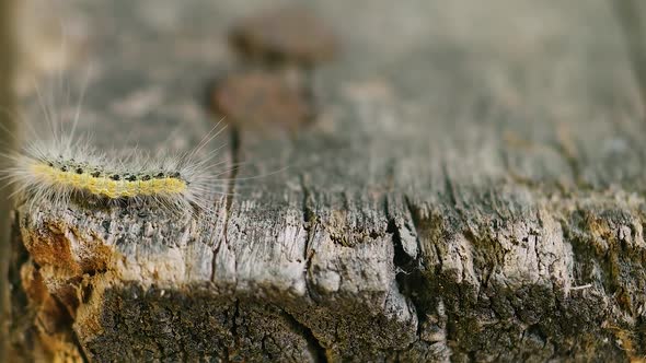 Caterpillar