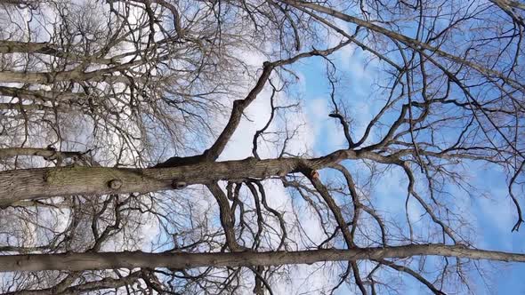 Vertical Video of the Forest with Trees Without Leaves