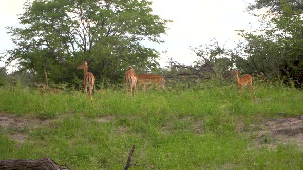 Herd of Antelopes in a small forest area on the savanna. Botswana, Africa. Safari. Static shot with