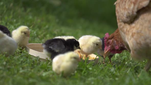 Baby Chicks and Mother Hen Feed on Bio Farm