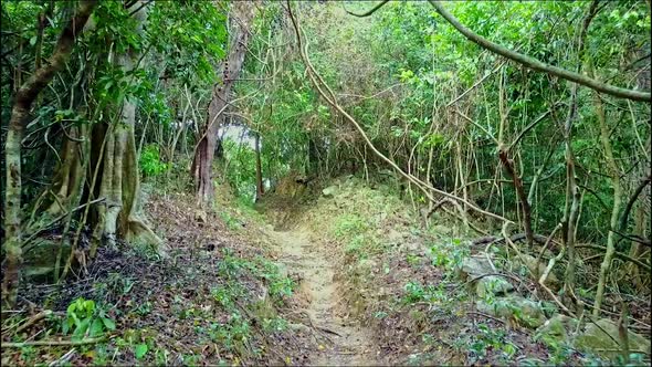 Close Aerial View Path Leads To Thick Wild Forest