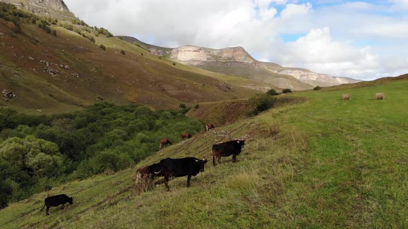 Aerial View of Flight on an Autumn Pasture in the Mountains