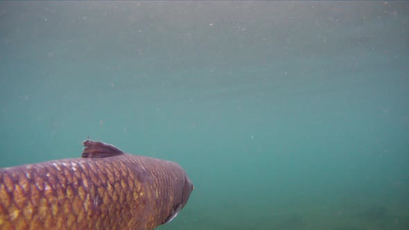 Grass Carp Ctenopharyngodon Idella Freshwater Fish