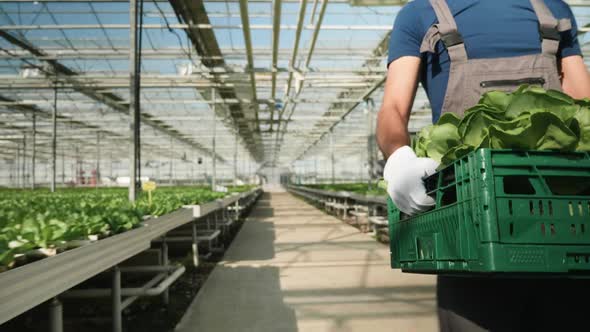 Agriculture Worker Carry a Box of Green Salad in Greenhouse