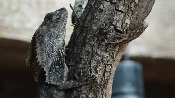 Chlamydosaurus or Frilled Neck Lizard on a Tree