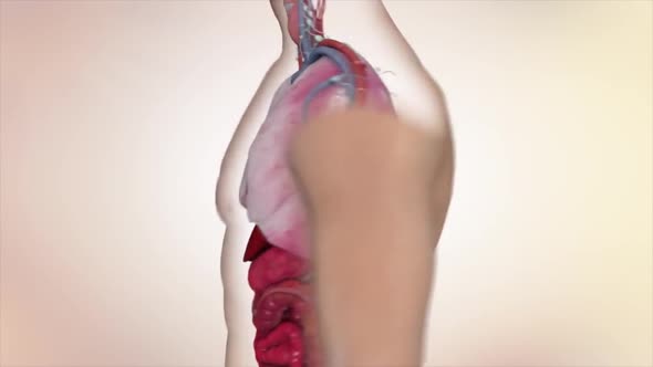 3D animated male internal organs anatomy