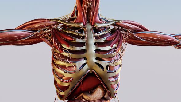 Human anatomy, muscles, organs, bones. Creative color palettes and designer details. 3d render