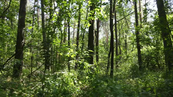 Slow Motion View of Green Forest By Day