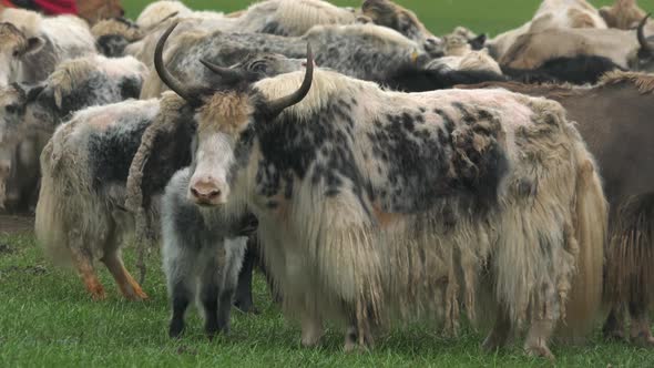 Herd of Long-Haired Yak Flock in Asian Meadow