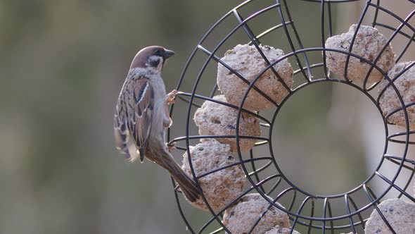 Eurasian tree sparrow next to fat balls in bird feeder, slow motion close up