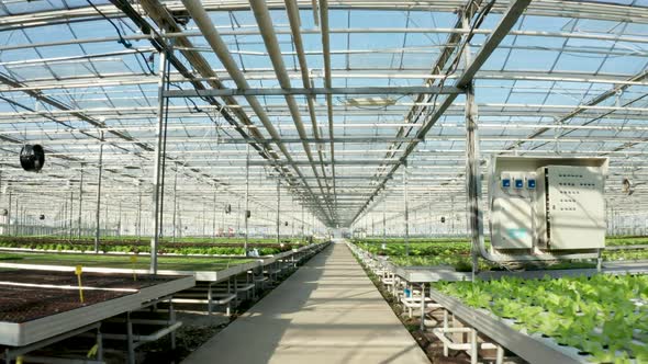 Aerial Footage Above Growing Green Lettuce in the Greenhouse