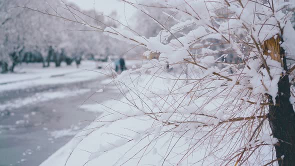 Broken Tree with Thin Branches and Snow Against Blurred Park