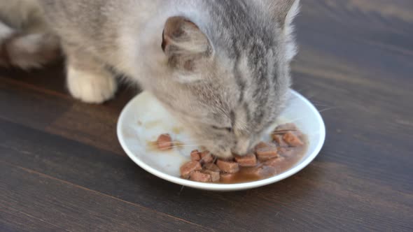 Cute little gray cat eats wet food from white plate, close up