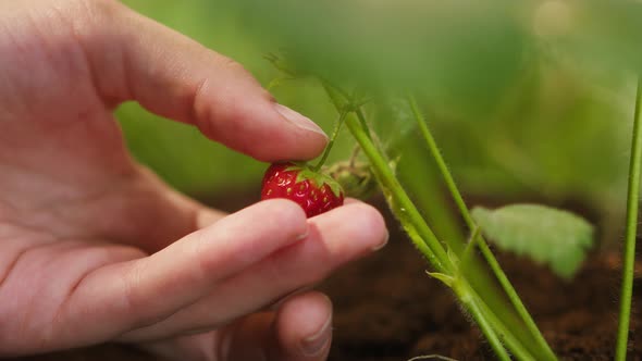 Taking of Ripe Red Strawberry From Sprout Closeup Hand Holding Little Berry Picking Berries Harvest