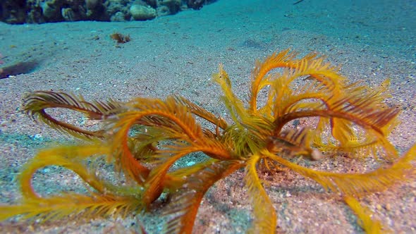 Yellow Feather Star