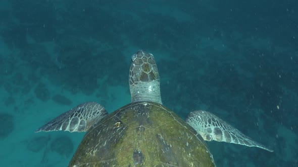 Unique perspective first-person view following a sea turtleing its flippers as it glides through the