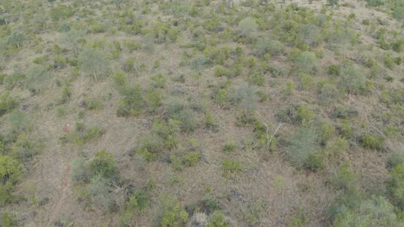 Aerial View of Elephants walk in the savana, Balule Nature Reserve, Maruleng NU.