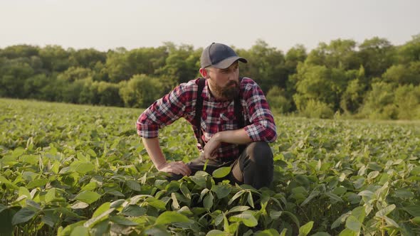 Attractive Man Croaches on His Harvest