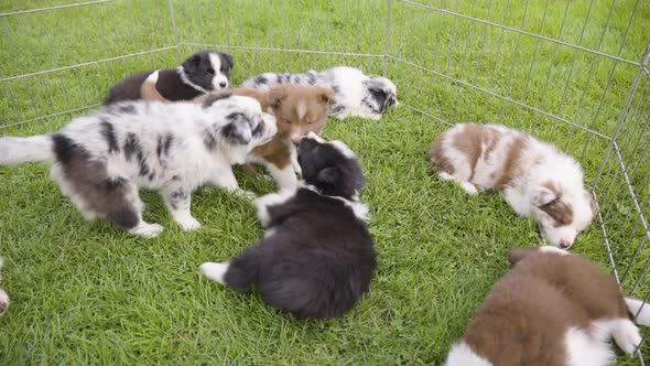 Three Puppies Playfight on Grass in an Enclosure with More Puppies Resting Around  Top Closeup