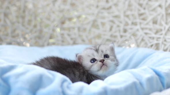 Close Up Of Scottish Kitten Playing On Bed