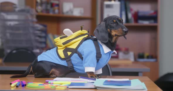 Funny Dachshund Puppy in Uniform and with Backpack in Shape of Bee is Standing on the Desk Ready for