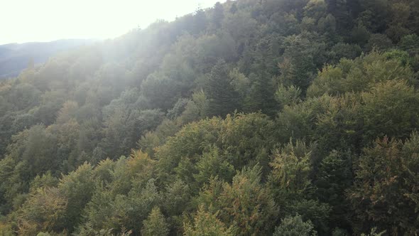 Forest in the Mountains. Aerial View of the Carpathian Mountains in Autumn. Ukraine