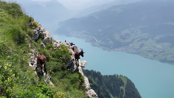 Three brown goats standing on a cliff on a huge mountain in Switzerland.