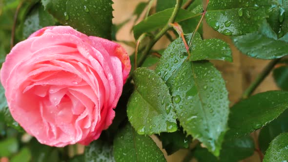 Pink Rose Against The Background Of Green Leaves In Raindrops 