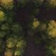 Aerial Bird View Flying Up Over Beautiful Temperate Coniferous Forest Moving Over Top of Trees - VideoHive Item for Sale