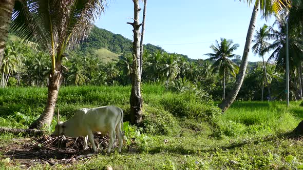 White cow at the countryside of Anda 