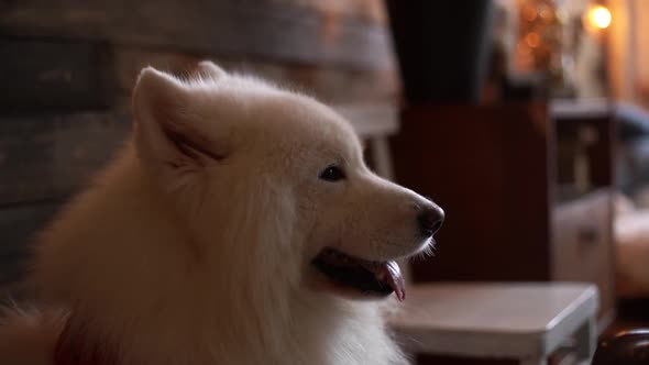 Close-up of the Face of a White Dog of the Breed Samoyed