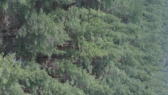 Vertical Video of Green Pine Forest By Day Aerial View